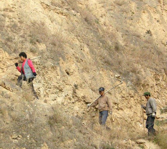 雖沒(méi)有十里桃林，漫山遍野的灼灼芳華。但我們有萬(wàn)畝國(guó)家級(jí)標(biāo)準(zhǔn)化油橄欖種植示范基地，漫山遍野，香氣撲鼻。畝是中國(guó)市制土地面積單位，一畝等于六十平..